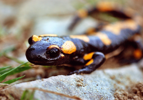 Salamander