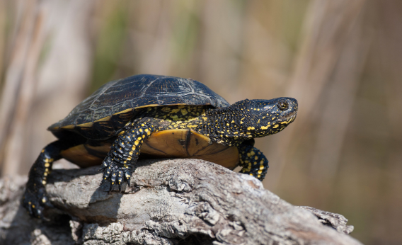 Sumpfschildkröte