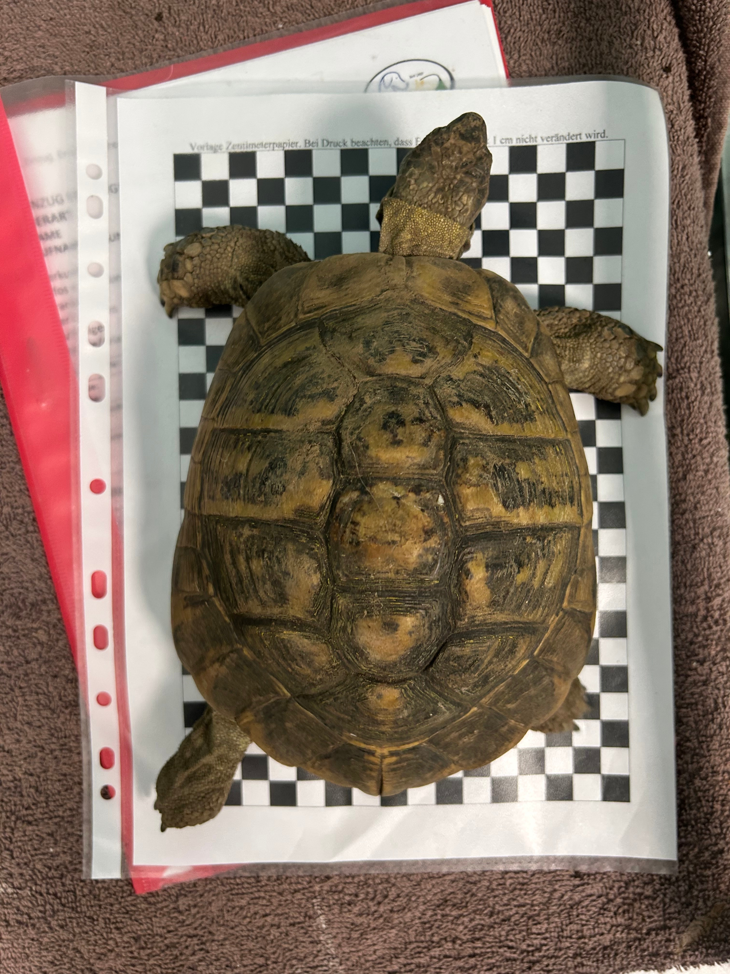 schildkröte