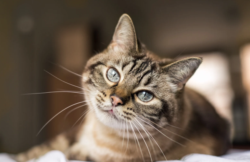 Katze