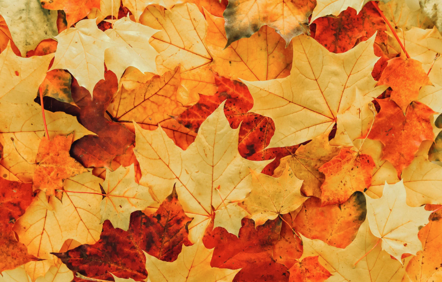 Herbstlaub
